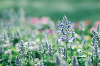Bahçede açan güzel Mavi Salvia çiçeği, çiçek arkaplan konsepti