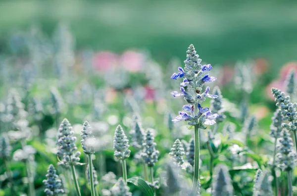 Hermosa Flor Azul Salvia Floreciendo Jardín Concepto Fondo Flor — Foto de Stock