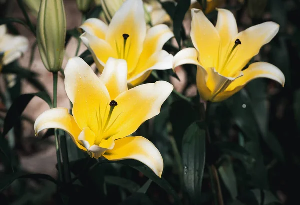 stock image Beautiful yellow and white lily flower in garden, flower background concept