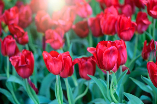 Vakker Rød Tulipblomst Hagen Blomsterbakgrunnsbegrepet – stockfoto