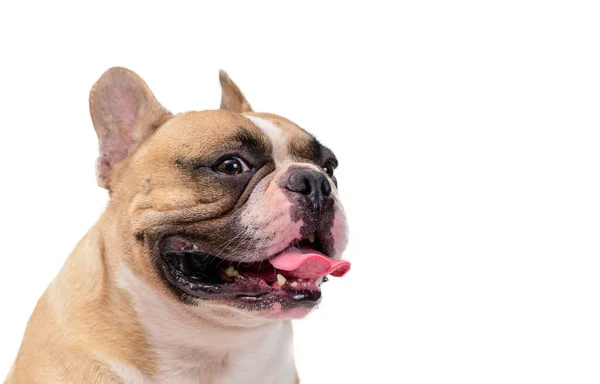 Side View Cute French Bulldog Isolated White Background Pet Animal — Stock Photo, Image