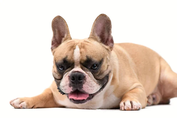 Schattig Frans Bulldog Zitten Witte Achtergrond Dieren Dierenconcept — Stockfoto
