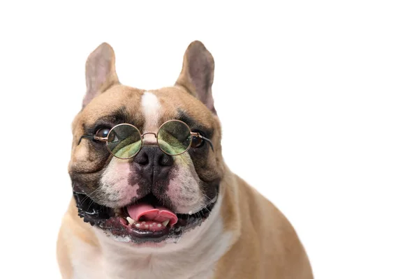 Leuke Franse Bulldog Draagt Glazen Geïsoleerd Een Witte Achtergrond Dieren — Stockfoto