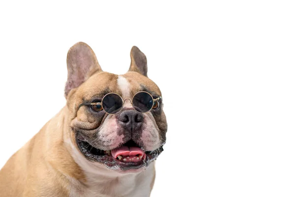 Cute French Bulldog Wear Sun Glasses Isolated White Background Pet — Stock Photo, Image