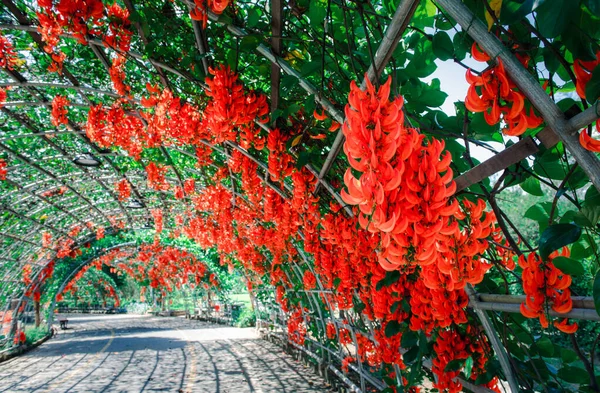 Bunga Indah New Guinea Menjalar Taman Tanaman Pendaki Stok Gambar