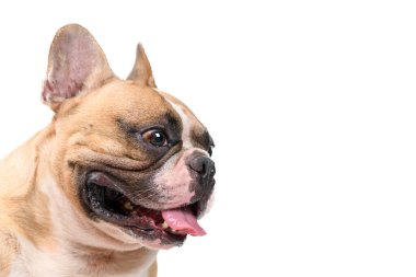 Beyaz arka planda izole edilmiş şirin Fransız bulldog manzarası. evcil hayvan konsepti