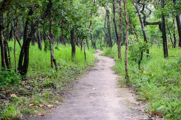 Tayland 'ın Chaiyaphum eyaletindeki Sai Tanga Ulusal Parkı' ndaki Yaprak Ormanı 'nda doğa yolu. Yağmur mevsiminde Tayland' da görülmüyor.