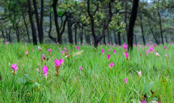 stock image Siam Tulip pink flower blooming in forest mountain at Sai Thong National Park Chaiyaphum province Thailand.Unseen in Thailand on rainy season