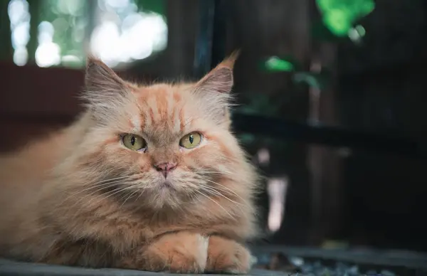 Kucing Persia Yang Lucu Berbaring Lantai Luar Hewan Peliharaan Dan Stok Gambar