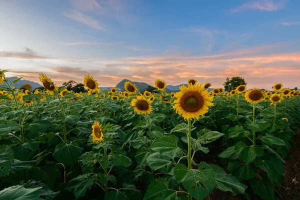 Field Blooming Sunflowers Big Mountain Sunset Background Lop Buri Thailand — Stock Photo, Image