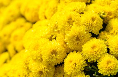 Renkli sarı kasımpatı çiçeği bahçede açar, çiçek arkaplanı konsepti