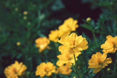 Sarı Kozmos çiçeği ya da Meksika Aster çiçeği, güzel çiçek konsepti