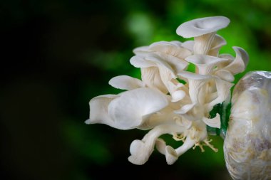 Yakından taze Bhutan İstiridye Mantarı, plastik torba üzerinde yetişen mantar taze organik Hint istiridye mantarı. Diyet yemek.