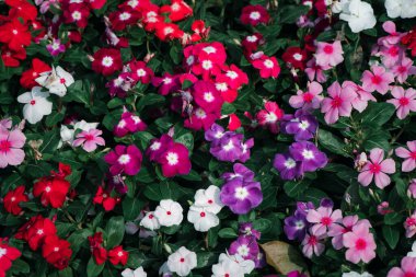 Tapak Dara Çiçeği veya Madagaskar Periwinkle. Catharanthus Roseus Don. Kanser ve diyabet tedavisi için bitkisel bitkiler.