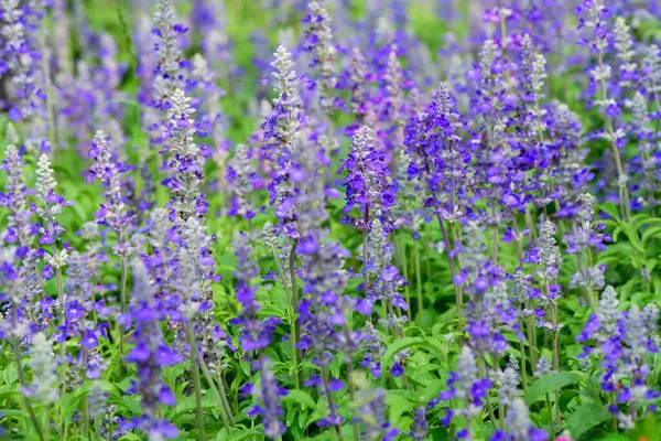 Bahçedeki mavi Salvia çiçeği, güzel çiçek konsepti