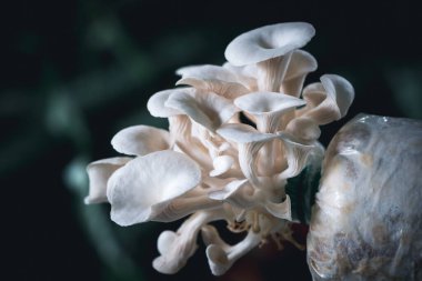 Yakından taze Bhutan İstiridye Mantarı, plastik torba üzerinde yetişen mantar taze organik Hint istiridye mantarı. Diyet yemek.