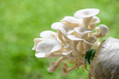 Yakın plan taze Bhutan İstiridye Mantarı yeşil arka plan, plastik torba üzerinde büyüyen mantar taze organik Hint istiridye mantarı. Diyet yemek.