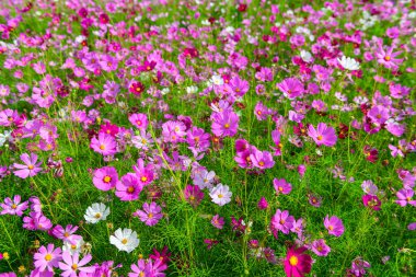 Çiftlik alanındaki güzel pembe kozmos çiçekleri. Lop buri, Tayland 'da kış mevsiminde çiçek tarlası