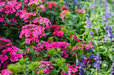 Pembe Dianthus çiçeği ya da bahçede açan Dianthus çingenesi, tatlı flora çiçeği arka planı