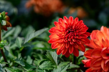 Bahçesinde sarı kenarları olan Dahlia çiçeği portakalı. çiçek arkaplan kavramı