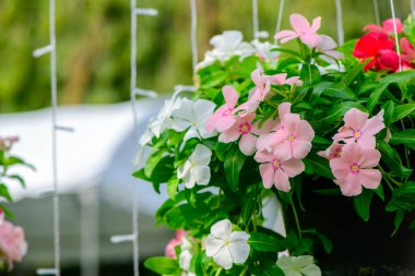 Güzel açan pembe ve beyaz bir Cape Periwinkle çiçeği ya da kataranthus gülü. çiçek arkaplan kavramı