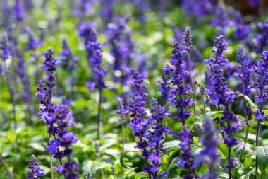 Salvia farinacea bahçede çiçek açıyor. Güzel menekşe çiçekleri. çiçek arkaplan kavramı