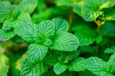 Taze yeşil nane yaprakları, limon merhemi, nane şekeri manzarası. Nane yaprağı dokusu. Nane yaprakları nane arkaplanı.