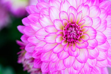 Macro, Dahlia çiçeğinin beyaz kenarlı pembe resmini çek. çiçek arkaplan kavramı