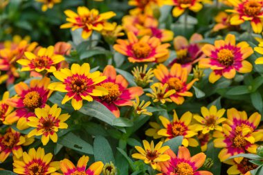 Güzel zinnia bolluğu Bahçede açan kırmızı iki renkli çiçek