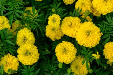 Bahçedeki güzel Marigold çiçek desenini kapat. (Tagetes erecta, Meksika, Aztek veya Afrika kadife çiçeği)