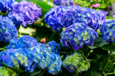 Mavi ortanca sancağını kapatın. Mor mavi, pembe, hortensiya, çiçek, iyon bahçesi. Bir sürü ortanca makrofila çiçeği, yakın plan.