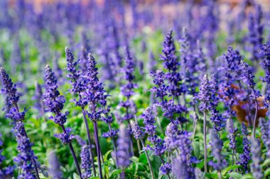 Salvia farinacea bahçede çiçek açıyor. Güzel menekşe çiçekleri. çiçek arkaplan kavramı