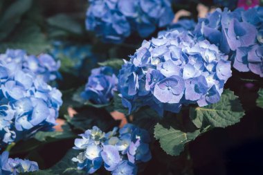 Mavi ortanca sancağını kapatın. Mor mavi, pembe, hortensiya, çiçek, iyon bahçesi. Bir sürü ortanca makrofila çiçeği, yakın plan.