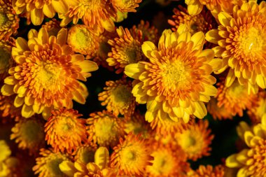 Taze, parlak kasımpatılar. Japon, Kore tarzı. Güzel bir tebrik kartı için arka plan. Bahçede sonbahar çiçekleri. Çiçekli sarı kasımpatılar