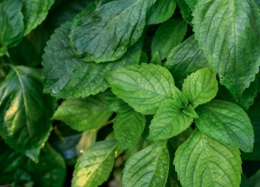 Ağaç fesleğeni ya da fesleğen fesleğeni veya Ocimum gratissimum LAMIACEAE.it, tırtıklı, el yapımı testere dişli yapraklar, eşsiz bir aroma ve sıcak bir tat türüdür..