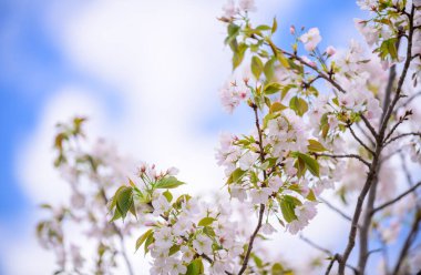 Güzel ve şirin pembe Kawazu Zakura ya da mavi gökyüzüne karşı kiraz çiçeği. Kawazu, Shizuoka, Japonya. Duvar kağıdı arkaplanı