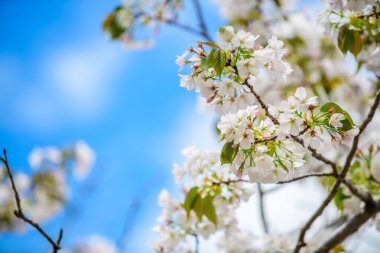 Güzel ve şirin pembe Kawazu Zakura ya da mavi gökyüzüne karşı kiraz çiçeği. Kawazu, Shizuoka, Japonya. Duvar kağıdı arkaplanı