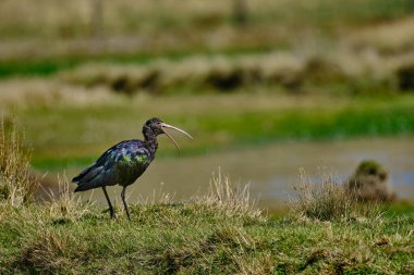 Puna Ibis (Plegadis ridgwayi), gölün kıyısındaki çimlerde yürüyen ve yiyecek arayan bu aynak türünün güzel bir örneği..