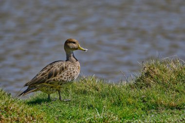 Sarı gagalı Pintail (Anas georgica), gölde çimlerin üzerinde yürüyen güzel ördek..
