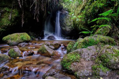 Beautiful scenery of a water course inside the forests of the cloud forest of Peru, crystalline and pure waters that form small waterfalls in such a natural, pure and wild environment.