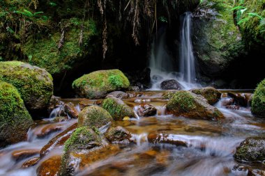 Beautiful scenery of a water course inside the forests of the cloud forest of Peru, crystalline and pure waters that form small waterfalls in such a natural, pure and wild environment.