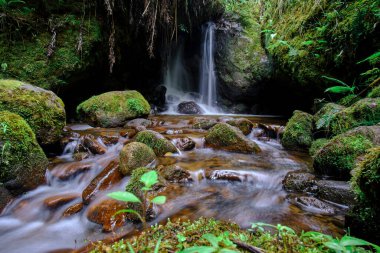 Beautiful scenery of a water course inside the forests of the cloud forest of Peru, crystalline and pure waters that form small waterfalls in such a natural, pure and wild environment.