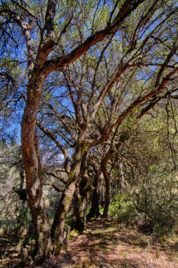 Paper tree (Polylepis incana), beautiful detail of native forest in the Peruvian Andes, shows curious details of its way of growing.