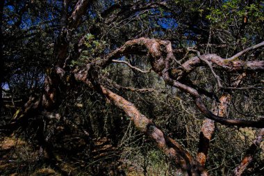Paper tree (Polylepis incana), beautiful detail of native forest in the Peruvian Andes, shows curious details of its way of growing.