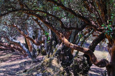 Paper tree (Polylepis incana), beautiful detail of native forest in the Peruvian Andes, shows curious details of its way of growing.