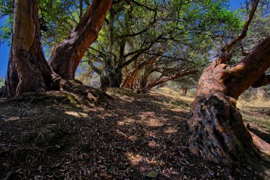 Paper tree (Polylepis incana), beautiful detail of native forest in the Peruvian Andes, shows curious details of its way of growing.