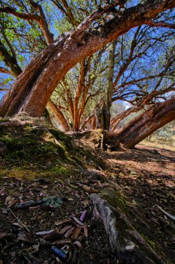 Paper tree (Polylepis incana), beautiful detail of native forest in the Peruvian Andes, shows curious details of its way of growing.