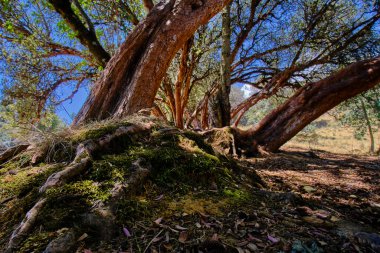 Paper tree (Polylepis incana), beautiful detail of native forest in the Peruvian Andes, shows curious details of its way of growing.