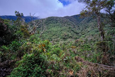 Impressive scene of fragment of landscape in the cloud forest, the interior of the forests, the mosses and the vegetation.