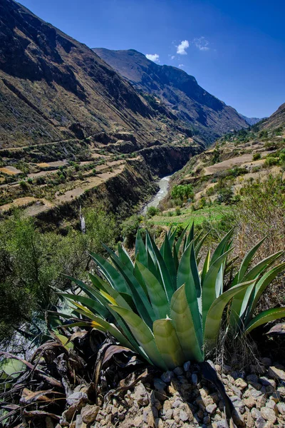 Arid landscape of sierra, mountains, grasslands, and sparse or shrubby vegetation with maguey (agave americana) in the foreground. South of the Mantaro River Valley.